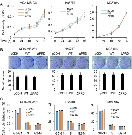 MORC2 and its PRD domain are not required for cell proliferation and cell-cycle progression.