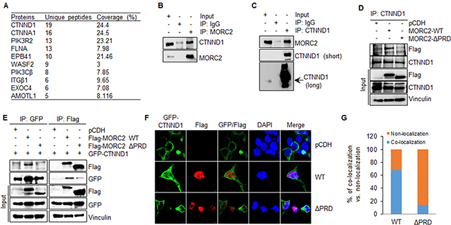 MORC2 interacts with CTNND1 through its PRD domain.
