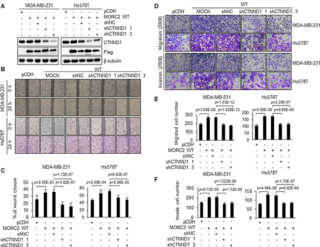 Knockdown of endogenous CTNND1 suppresses MORC2-enhanced cell migration and invasion.