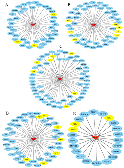 Bioinformatics analysis for potential targeted genes.
