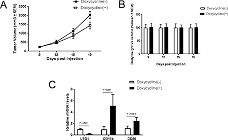 Knockdown of LSD1 inhibits tumor growth in vivo.