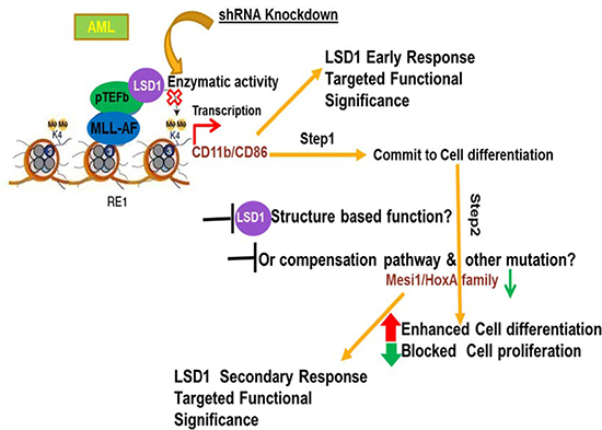 Proposed model of mechanism demonstrating that LSD1 regulates myeloid differentiation and oncogenic proliferation in MLL-AF9 AML cells.