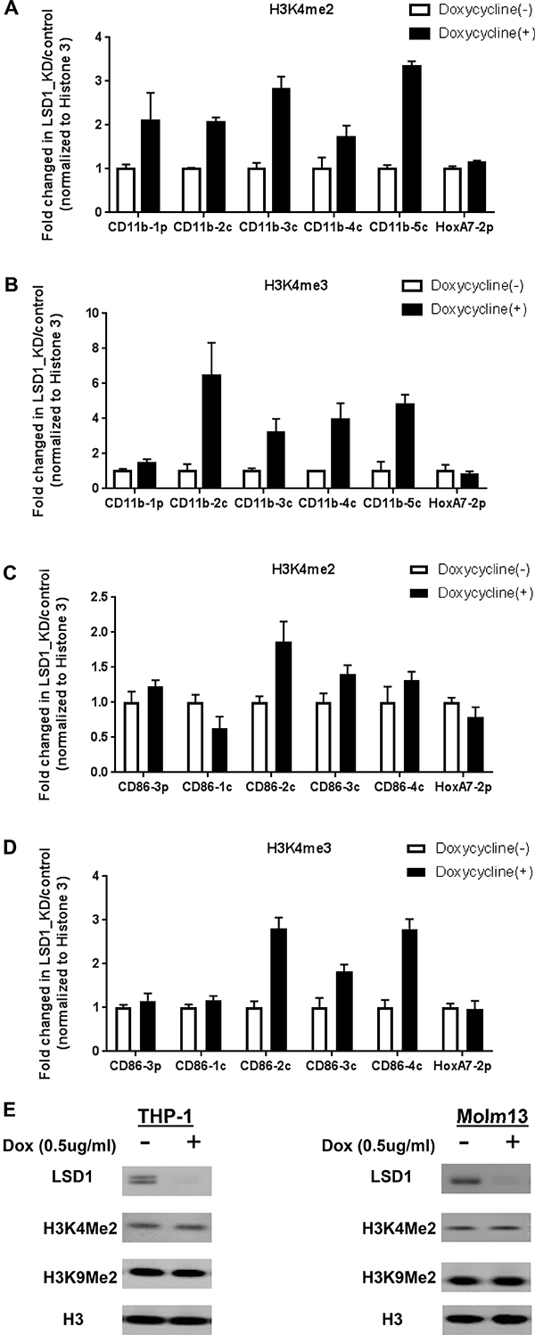 Knockdown of LSD1 increases H3K4me2 levels on the promoter regions of CD11b and CD86 in THP-1.