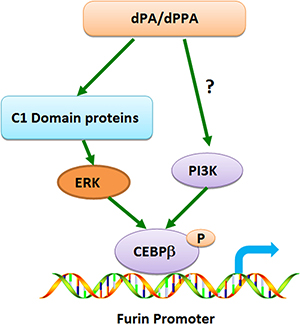 Schematic diagram depicting the possible mechanisms through which dPPA/dPA regulates furin transcription.