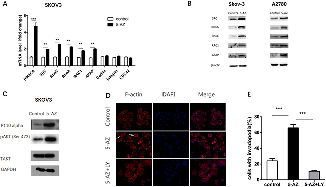 5-AZ upregulates a signaling pathway that is associated with invadopodia, especially the PI3K-AKT pathway.