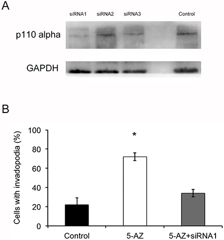 5-AZ increased invadopodia probably via the PI3K-AKT pathway.