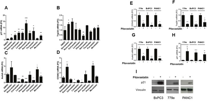 Statins regulate expression of cell cycle genes.