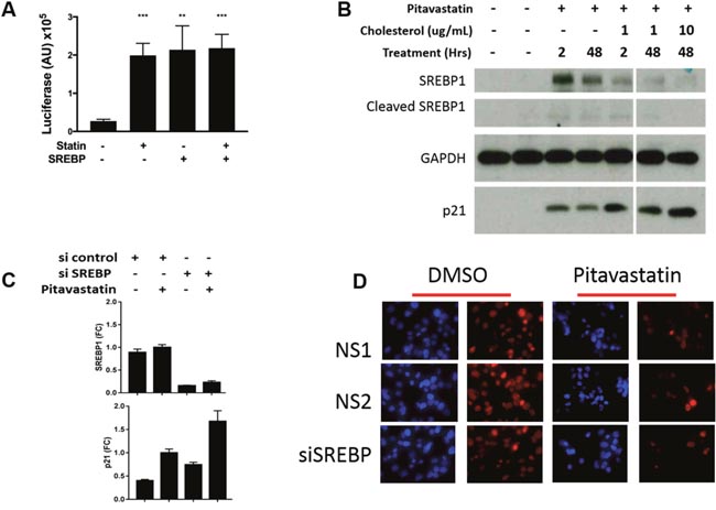 The role of SREBP1 in p21 expression and cell growth in PDA cells.