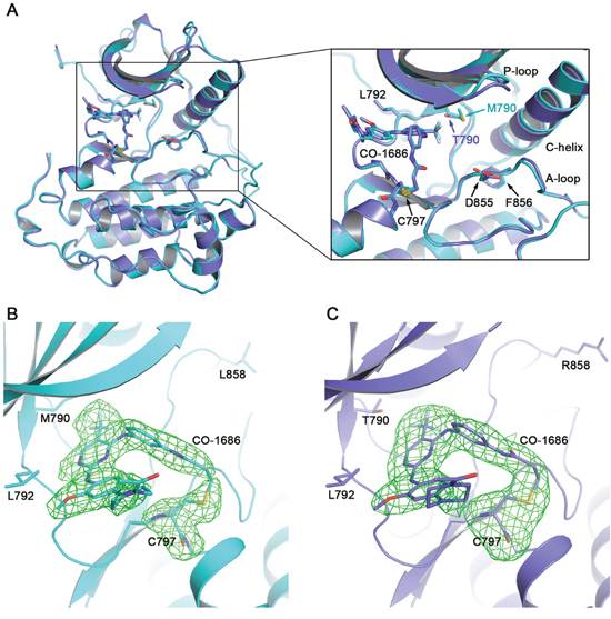 Overall EGFR/CO-1686 complex structure and covalent linkage between the compound and the kinase.