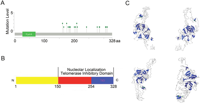 PinX1 gene mutation level in 105 studies selected from cBioportal Web.