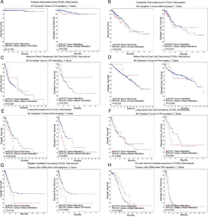 PinX1 gene alteration associated with overall survival and disease-free survival in eight selective studies using cBioportal.