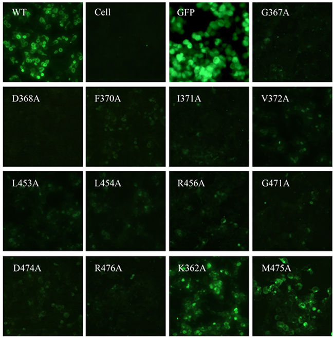 Binding activity of Y498 with the wild-type (WT) and mutant HIV-1 Envs determined by IFA.