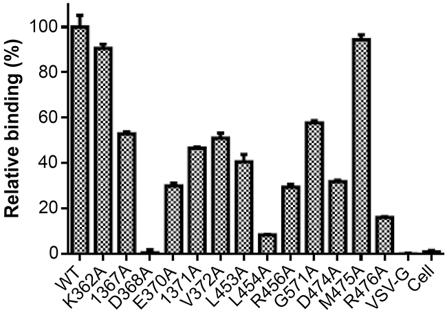 Relative reactivity of Y498 with the Env-expressing cell lysates determined by capture ELISA.