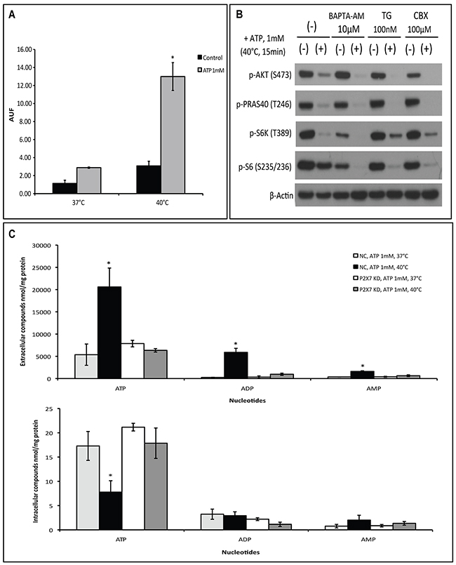 Hyperthermia increases ATP-tumor killing activity by enhancing P2X7 pore formation independently of Ca2+ influx and pannexin/connexin interaction.