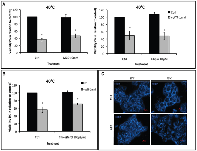 Hyperthermia-increased P2X7 functionality is independent of lipid rafts.