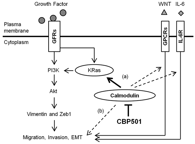 Schematic representation that summarizes the proposed mechanism of action of CBP501 as described in the text.