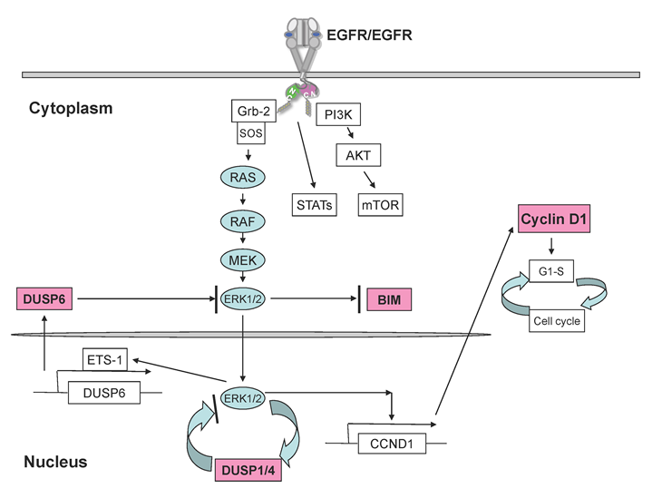 OncoTargetfigures093010final.pdf