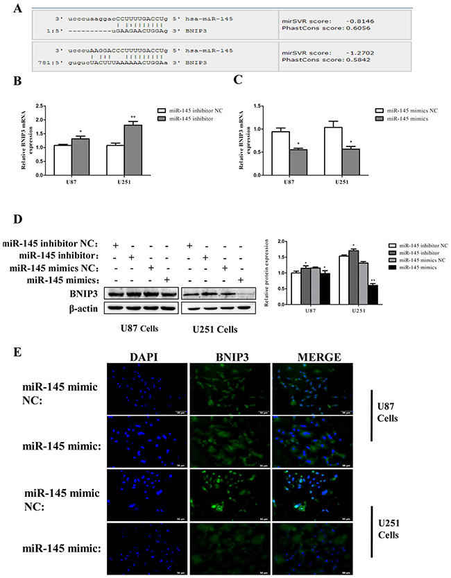 miR-145 inhibits mRNA and protein expression of BNIP3.