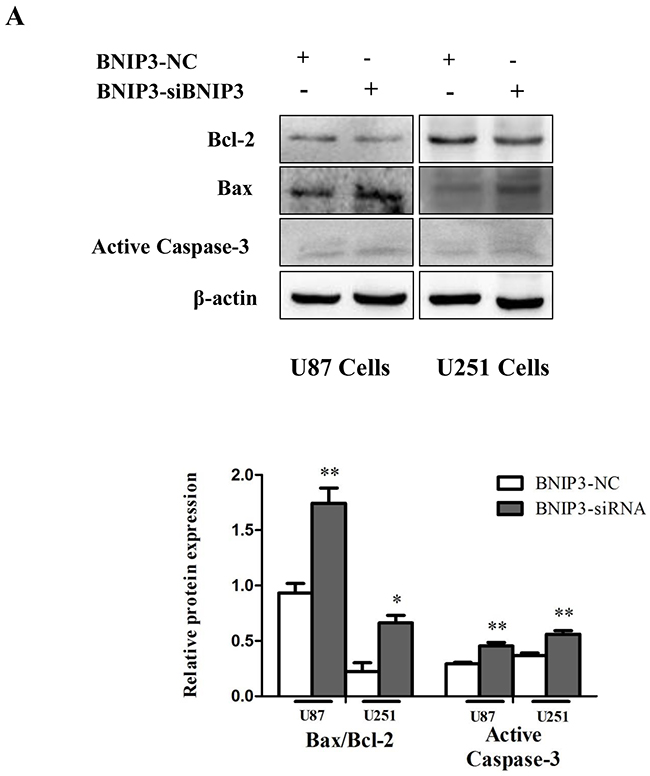 Knockdown of BNIP3 induces glioma cells apoptosis.
