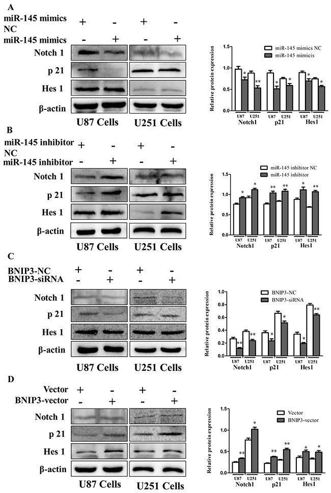miR-145 regulates Notch signaling by targeting BNIP3.