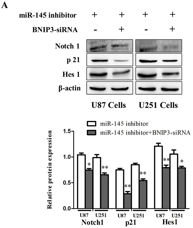 miR-145 can regulate Notch signaling pathway by targeting BNIP3.