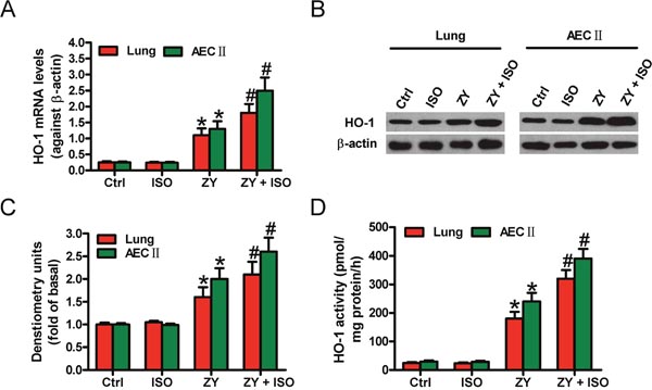 ISO further enhanced zymosan-increased expression and activity of HO-1 in the lung tissues and AECs-II of mice.