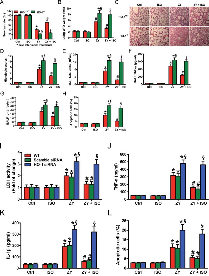 HO-1 is crucial in the protective effects of ISO against zymosan-induced mortality and lung injury in vivo and in vitro.