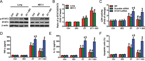STAT3 activation contributes to ISO-exerted beneficial effects on zymosan-induced lung epithelial cell injury and apoptosis.