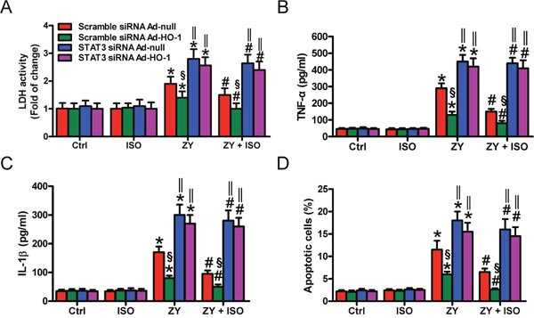 HO-1-mediated pulmonary epithelial protection of ISO during zymosan challenge is reliant on STAT3.