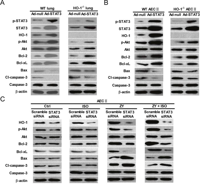 The anti-apoptotic effects of ISO depend on STAT3 in lung epithelial cells in vivo and in vitro.