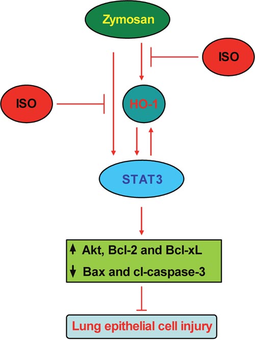Schematic diagram of the lung epithelial protection of ISO against zymosan-induced ALI involving in HO-1 and STAT3 signaling.