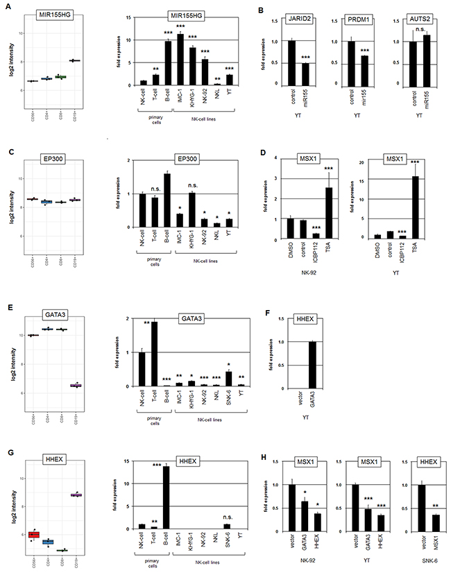 Analysis of MIR155HG, EP300, GATA3 and HHEX.