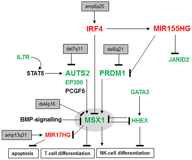 Deregulated gene regulatory network in NK-cell leukemia.