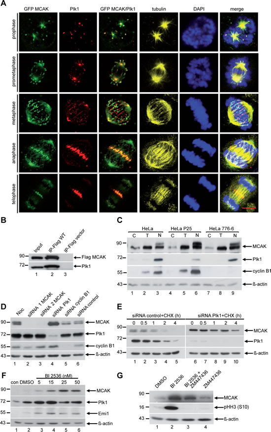 Figure 1:Plk1 interacts with MCAK and downregulation of Plk1 increases the protein level of MCAK in mitosis.