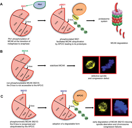 Illustration of S621 phosphorylation by Plk1 facilitating the turnover of MCAK.