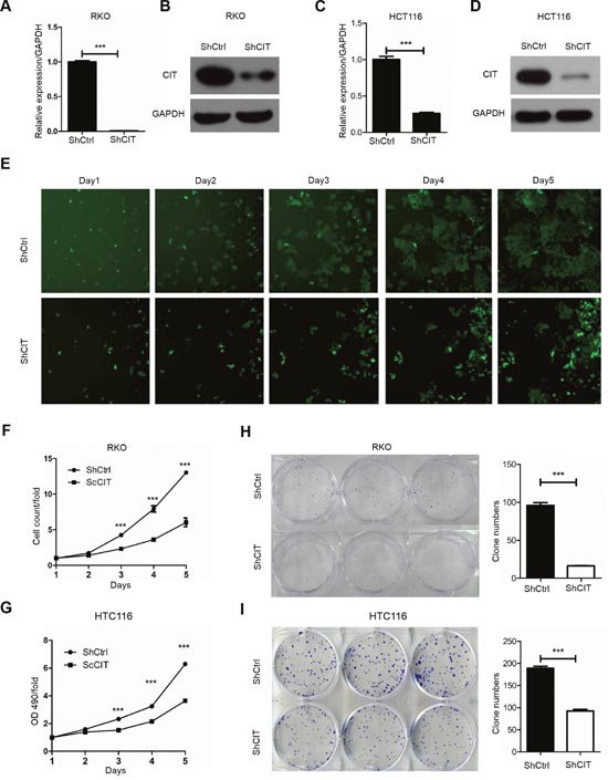 Knockdown of CIT inhibits human colon cancer cell growth in vitro.