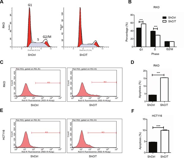 Knockdown of CIT induces cell cycle arrest and apoptosis.