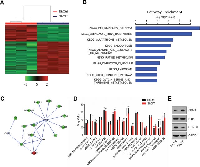 Down-regulation of CIT affects the p53 and apoptosis pathways.