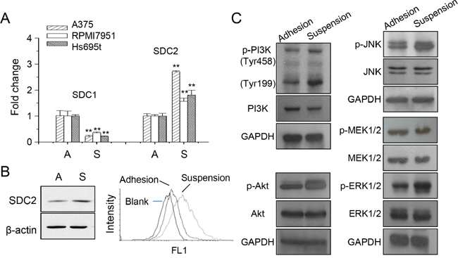 Increased SDC2 expression and kinase phosphorylation in melanoma cells under anchorage-independency.