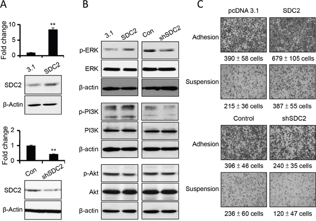 SDC2 overexpression increased ERK and PI3K activation and cell migration in melanoma cells.