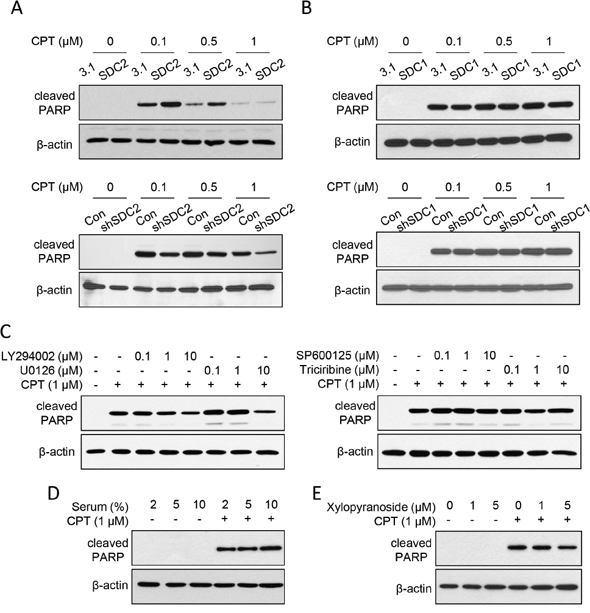 SDC2 promoted chemosensitivity through PI3K and ERK pathways through glycosaminoglycan chains.