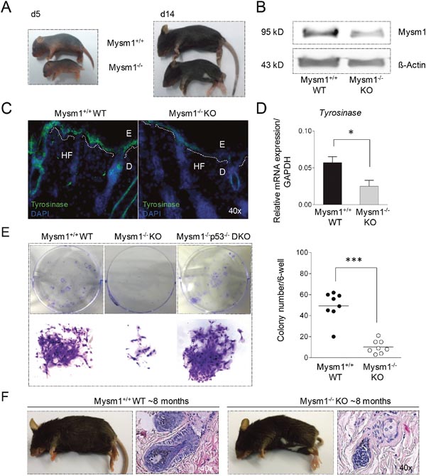 Pigmentation defect and altered melanocyte specification in Mysm1-/- mice.