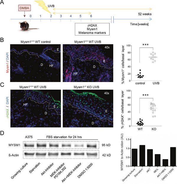 MYSM1 is regulated by UV-exposure of the skin and by growth factor signals in A375 melanoma cells.