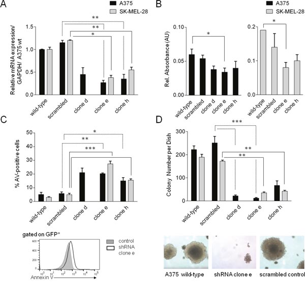 Silencing of MYSM1 in A375 and SK-MEL-28 melanoma cells affects tumor cell survival and proliferation.