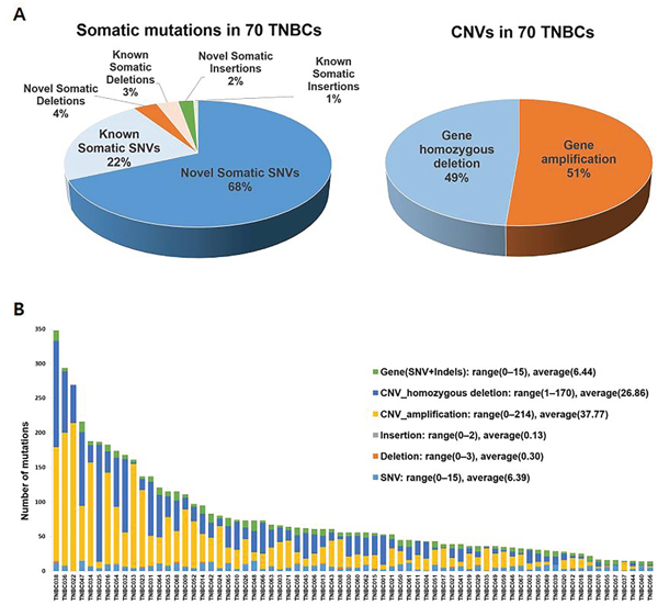Somatic SNVs and CNVs in genomes of 70 Korean patients with TNBC.