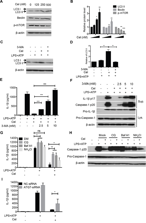 Celastrol-induced autophagy mediates NLRP3 inflammasome inhibition.