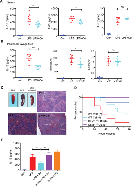 Celastrol ameliorates LPS-induced septic shock.