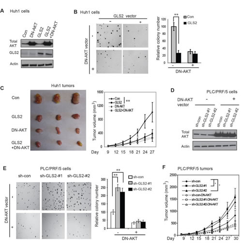 GLS2 negatively regulates the PI3K/AKT signaling to inhibit anchorage-independent growth of HCC cells and growth of xenograft HCC tumors.