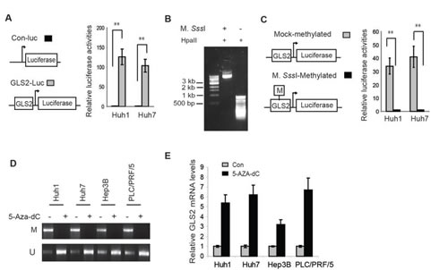 Promoter hypermethylation reduces GLS2 expression in HCC cells.