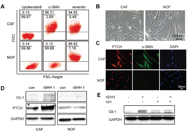 Exogenous SHH ligands can active Hh signalling in CAFs.